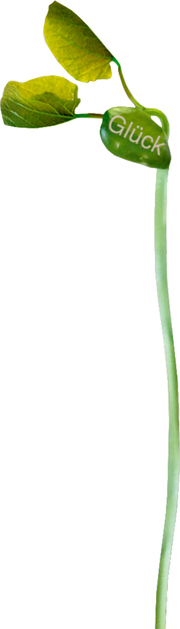 Geprägte Saatbohnen - Pflanze deine Wünsche (Glücksbohnen) - Abbildung 1