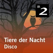 Tiere der Nacht: Disco