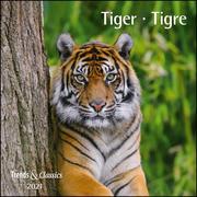 Tiger, Tigre 2021