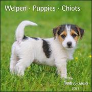 Welpen, Puppies, Chiots 2021