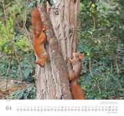 Geliebte Eichhörnchen 2024 - Abbildung 4