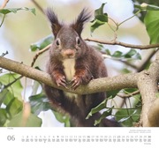 Geliebte Eichhörnchen 2024 - Abbildung 6