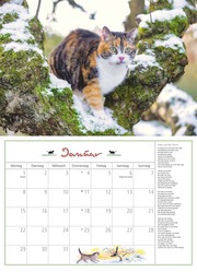 DUMONTS Katzenkalender 2024 - Abbildung 1