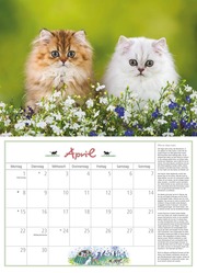 DUMONTS Katzenkalender 2024 - Abbildung 4