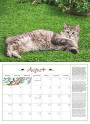 DUMONTS Katzenkalender 2024 - Abbildung 8