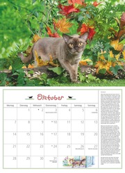 DUMONTS Katzenkalender 2024 - Abbildung 10