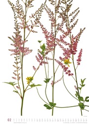 Flora 2024 - Abbildung 2