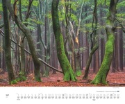 Waldspaziergang 2024 - Abbildung 4