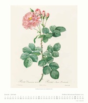 Dumonts Botanisches Kabinett - Rosen 2024 - Abbildung 1