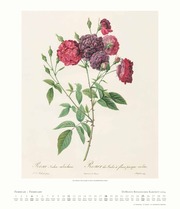 Dumonts Botanisches Kabinett - Rosen 2024 - Abbildung 2