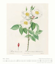 Dumonts Botanisches Kabinett - Rosen 2024 - Abbildung 3