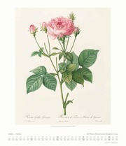 Dumonts Botanisches Kabinett - Rosen 2024 - Abbildung 4