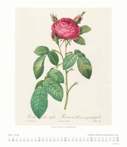 Dumonts Botanisches Kabinett - Rosen 2024 - Abbildung 6