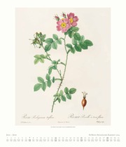 Dumonts Botanisches Kabinett - Rosen 2024 - Abbildung 7