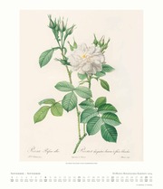 Dumonts Botanisches Kabinett - Rosen 2024 - Abbildung 9