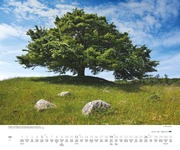 Bäume 2024 - Abbildung 5