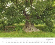 Bäume 2024 - Abbildung 7