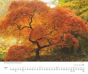 Bäume 2024 - Abbildung 10