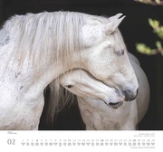 ... geliebte Pferde 2024 - Abbildung 2