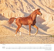 ... geliebte Pferde 2024 - Abbildung 3