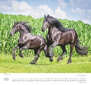 ... geliebte Pferde 2024 - Abbildung 9