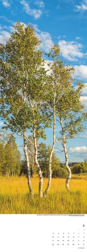 Bäume 2024 - Abbildung 6