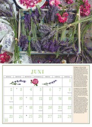 DUMONTS Aromatische Kräuter 2025 - Broschürenkalender - Wandkalender - mit Rezepten und Texten - Format 42 x 29 cm - Illustrationen 6