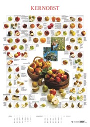 Food 2025 - Bildkalender 50x70 cm - mit kurzen Beschreibungen zu den Obst- und Gemüsesorten - Küchenkalender - Dumont - Posterkalender - Illustrationen 4
