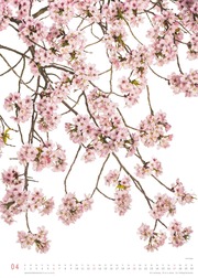 Flora 2025 - Blumen-Kalender von DUMONT - Poster-Format 50 x 70 cm - Abbildung 4