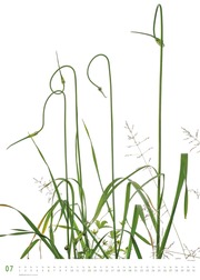 Flora 2025 - Blumen-Kalender von DUMONT - Poster-Format 50 x 70 cm - Abbildung 7