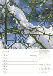 Ein Jahr in meinem Garten - Wochenkalender 2025 - Garten-Kalender mit 53 Blatt - Format 21,0 x 29,7 cm - Spiralbindung - Abbildung 3