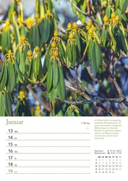 Ein Jahr in meinem Garten - Wochenkalender 2025 - Garten-Kalender mit 53 Blatt - Format 21,0 x 29,7 cm - Spiralbindung - Abbildung 5
