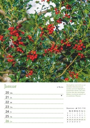 Ein Jahr in meinem Garten - Wochenkalender 2025 - Garten-Kalender mit 53 Blatt - Format 21,0 x 29,7 cm - Spiralbindung - Abbildung 7