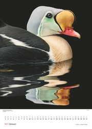 Vögel 2025 - Posterkalender von DUMONT- Vogel-Porträts von Tim Flach - Poster-Format 50 x 70 cm - Abbildung 1