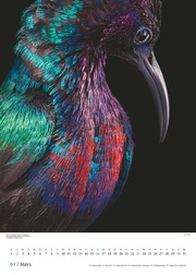 Vögel 2025 - Posterkalender von DUMONT- Vogel-Porträts von Tim Flach - Poster-Format 50 x 70 cm - Abbildung 3