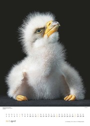 Vögel 2025 - Posterkalender von DUMONT- Vogel-Porträts von Tim Flach - Poster-Format 50 x 70 cm - Abbildung 4