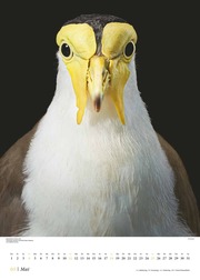 Vögel 2025 - Posterkalender von DUMONT- Vogel-Porträts von Tim Flach - Poster-Format 50 x 70 cm - Illustrationen 5
