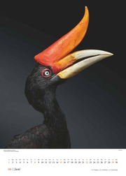 Vögel 2025 - Posterkalender von DUMONT- Vogel-Porträts von Tim Flach - Poster-Format 50 x 70 cm - Illustrationen 6