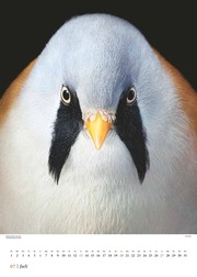 Vögel 2025 - Posterkalender von DUMONT- Vogel-Porträts von Tim Flach - Poster-Format 50 x 70 cm - Illustrationen 7