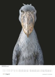 Vögel 2025 - Posterkalender von DUMONT- Vogel-Porträts von Tim Flach - Poster-Format 50 x 70 cm - Illustrationen 8