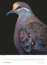 Vögel 2025 - Posterkalender von DUMONT- Vogel-Porträts von Tim Flach - Poster-Format 50 x 70 cm - Abbildung 9