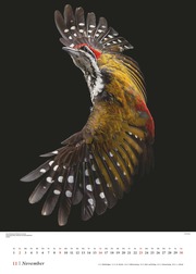 Vögel 2025 - Posterkalender von DUMONT- Vogel-Porträts von Tim Flach - Poster-Format 50 x 70 cm - Illustrationen 11