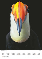 Vögel 2025 - Posterkalender von DUMONT- Vogel-Porträts von Tim Flach - Poster-Format 50 x 70 cm - Illustrationen 12