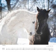 Geliebte Pferde 2025 - DUMONT-Wandkalender - Format - 38,0 x 35,5 cm - Abbildung 1
