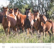 Geliebte Pferde 2025 - DUMONT-Wandkalender - Format - 38,0 x 35,5 cm - Abbildung 2