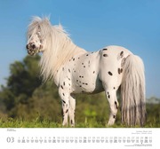 Geliebte Pferde 2025 - DUMONT-Wandkalender - Format - 38,0 x 35,5 cm - Abbildung 3