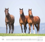 Geliebte Pferde 2025 - DUMONT-Wandkalender - Format - 38,0 x 35,5 cm - Abbildung 4