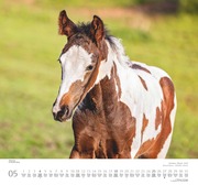 Geliebte Pferde 2025 - DUMONT-Wandkalender - Format - 38,0 x 35,5 cm - Abbildung 5