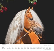 Geliebte Pferde 2025 - DUMONT-Wandkalender - Format - 38,0 x 35,5 cm - Abbildung 6