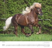 Geliebte Pferde 2025 - DUMONT-Wandkalender - Format - 38,0 x 35,5 cm - Abbildung 8
